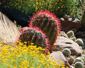 Preview wallpaper cactus, plant, needles, flowers