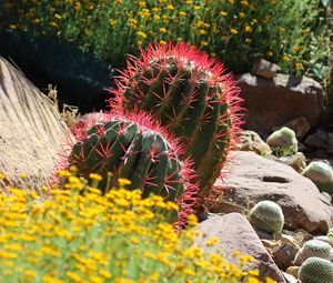 Preview wallpaper cactus, plant, needles, flowers