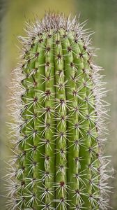 Preview wallpaper cactus, plant, needles, thorns, macro