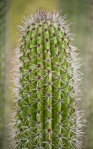 Preview wallpaper cactus, plant, needles, thorns, macro