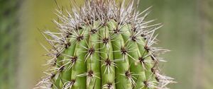 Preview wallpaper cactus, plant, needles, thorns, macro