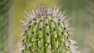 Preview wallpaper cactus, plant, needles, thorns, macro