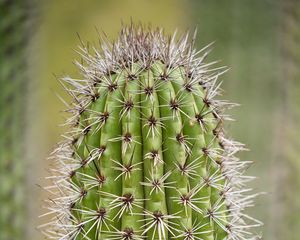 Preview wallpaper cactus, plant, needles, thorns, macro