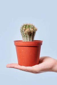 Preview wallpaper cactus, plant, pot, hand