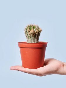 Preview wallpaper cactus, plant, pot, hand