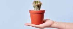 Preview wallpaper cactus, plant, pot, hand