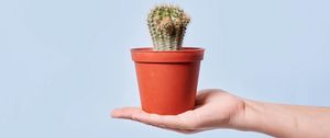 Preview wallpaper cactus, plant, pot, hand