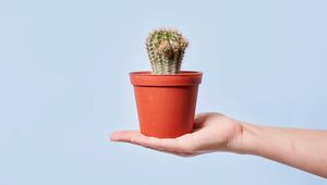 Preview wallpaper cactus, plant, pot, hand
