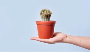 Preview wallpaper cactus, plant, pot, hand