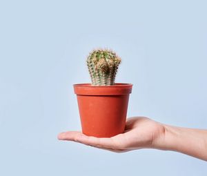 Preview wallpaper cactus, plant, pot, hand