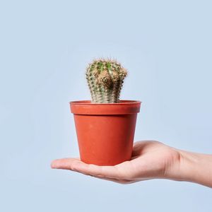 Preview wallpaper cactus, plant, pot, hand