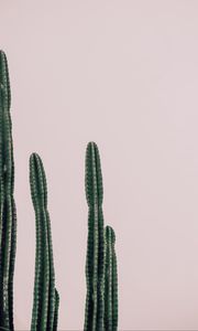 Preview wallpaper cactus, plant, prickly, minimalism