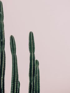 Preview wallpaper cactus, plant, prickly, minimalism