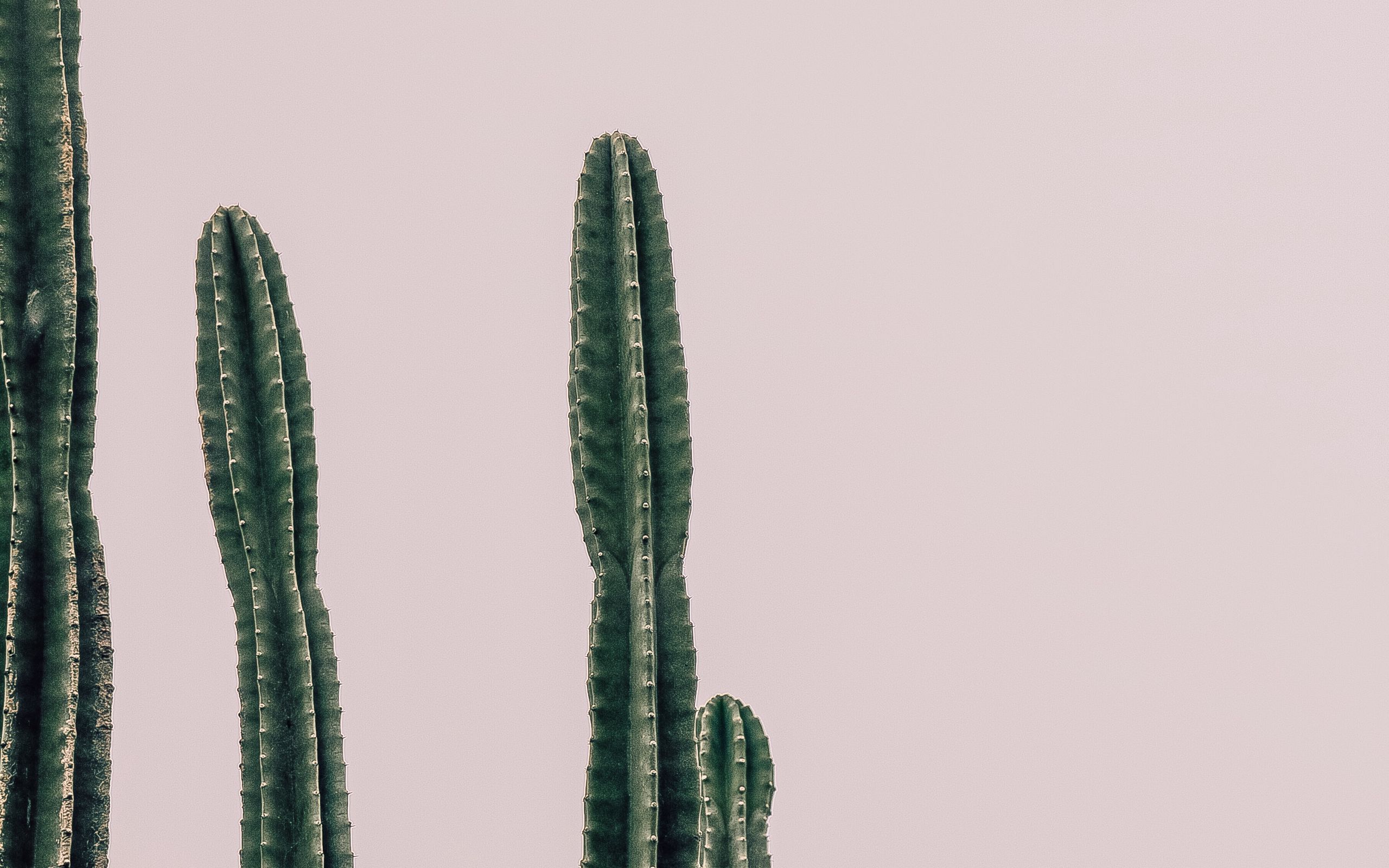 Download wallpaper 2560x1600 cactus, plant, prickly, minimalism widescreen  16:10 hd background