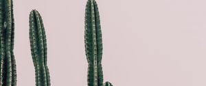 Preview wallpaper cactus, plant, prickly, minimalism