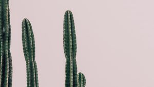 Preview wallpaper cactus, plant, prickly, minimalism