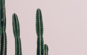 Preview wallpaper cactus, plant, prickly, minimalism
