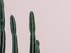 Preview wallpaper cactus, plant, prickly, minimalism