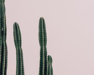 Preview wallpaper cactus, plant, prickly, minimalism