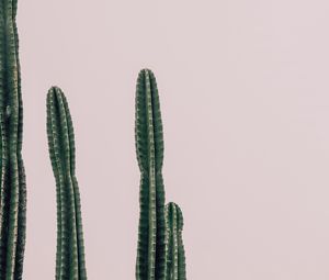 Preview wallpaper cactus, plant, prickly, minimalism