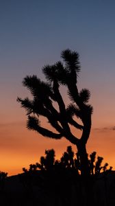 Preview wallpaper cactus, plant, silhouette, sunset, dark
