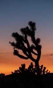 Preview wallpaper cactus, plant, silhouette, sunset, dark