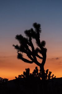 Preview wallpaper cactus, plant, silhouette, sunset, dark