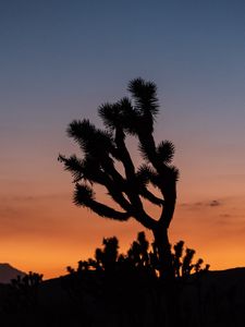 Preview wallpaper cactus, plant, silhouette, sunset, dark