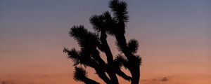 Preview wallpaper cactus, plant, silhouette, sunset, dark