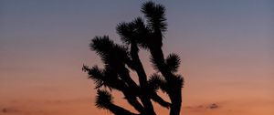 Preview wallpaper cactus, plant, silhouette, sunset, dark