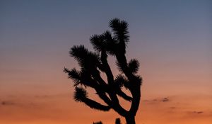 Preview wallpaper cactus, plant, silhouette, sunset, dark