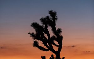 Preview wallpaper cactus, plant, silhouette, sunset, dark