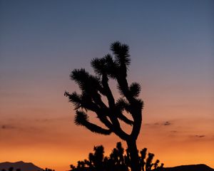 Preview wallpaper cactus, plant, silhouette, sunset, dark