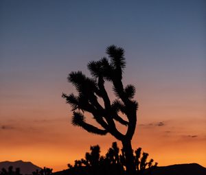 Preview wallpaper cactus, plant, silhouette, sunset, dark