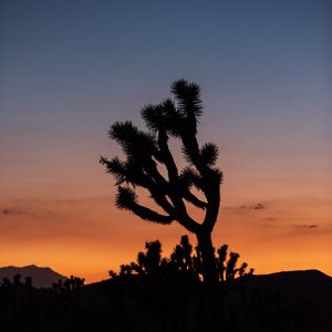 Preview wallpaper cactus, plant, silhouette, sunset, dark