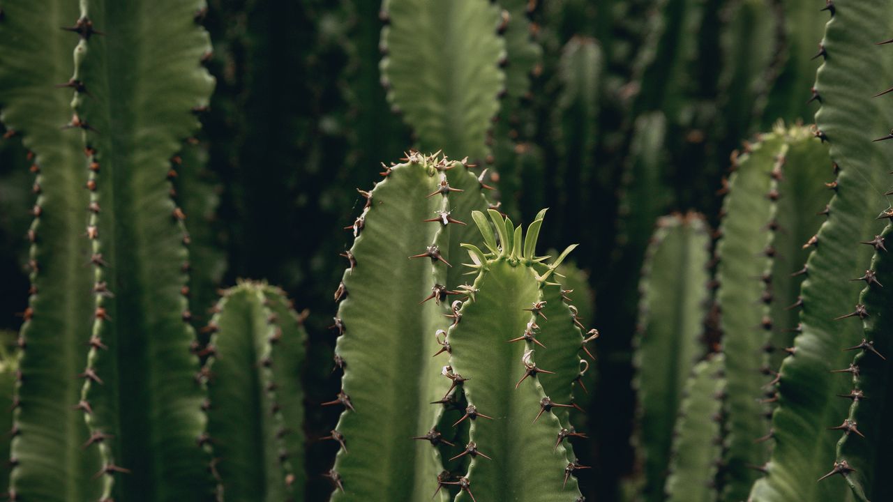 Wallpaper cactus, plant, spiny, green, deserted