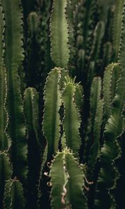 Preview wallpaper cactus, plant, spiny, green, deserted