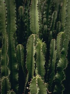 Preview wallpaper cactus, plant, spiny, green, deserted