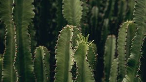 Preview wallpaper cactus, plant, spiny, green, deserted