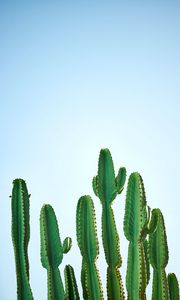 Preview wallpaper cactus, plant, thorns, focus, sky