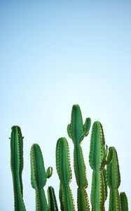 Preview wallpaper cactus, plant, thorns, focus, sky