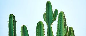 Preview wallpaper cactus, plant, thorns, focus, sky