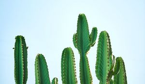 Preview wallpaper cactus, plant, thorns, focus, sky