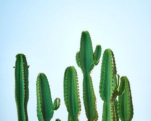 Preview wallpaper cactus, plant, thorns, focus, sky