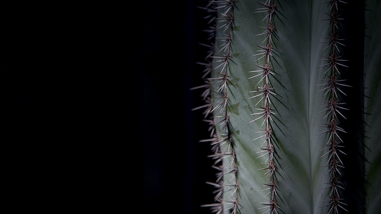 Wallpaper cactus, plant, thorns, macro, green