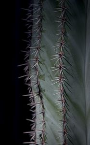 Preview wallpaper cactus, plant, thorns, macro, green