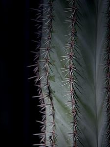 Preview wallpaper cactus, plant, thorns, macro, green