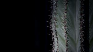 Preview wallpaper cactus, plant, thorns, macro, green