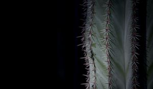 Preview wallpaper cactus, plant, thorns, macro, green