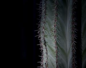 Preview wallpaper cactus, plant, thorns, macro, green